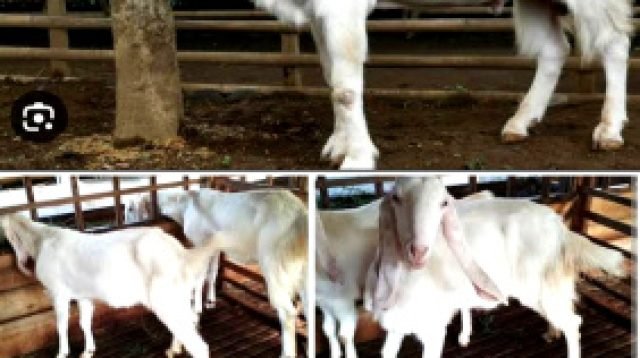 Program Ternak Kambing Menjadi Produk Unggulan Di Bidang Ketahanan Pangan Desa Kepel