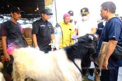 Hewan Kurban di Sidoarjo Sehat dan Bebas Penyakit: Plt Bupati Subandi, Lakukan Sidak Mendadak !