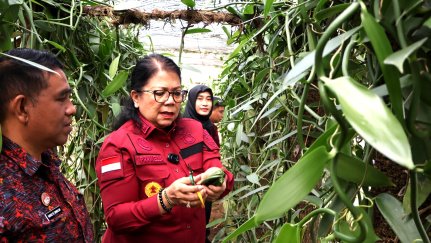 Lapas Narkotika Bangli Panen Perdana Vanili, WBP Raih Keterampilan Baru dan Peluang Ekonomi