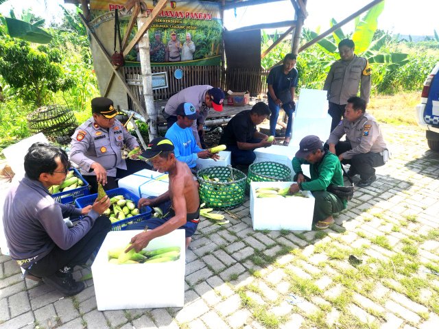 Polres Pelabuhan Tanjung Perak Panen 330 Kg Jagung Manis Dukung Ketahanan Pangan Nasional
