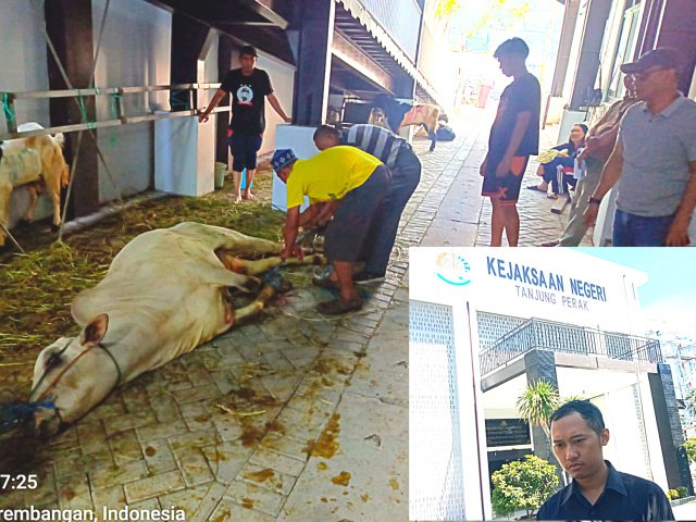 Kejaksaaan Negeri Tanjung Perak Sembelih 2 Ekor Sapi dan 9 Ekor Kambing, Panitia Kurban Larang Wartawan untuk Ambil Gambar