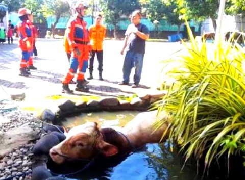 Sapi Kurban Dinas Pendidikan Jatim Ngamuk, Tercebur Kolam Dan Hampir Seruduk Petugas
