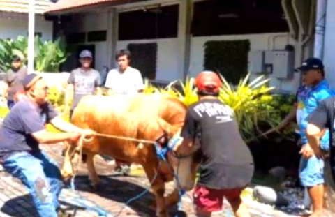 Sapi Kurban Dinas Pendidikan Jatim Ngamuk, Tercebur Kolam Dan Hampir Seruduk Petugas
