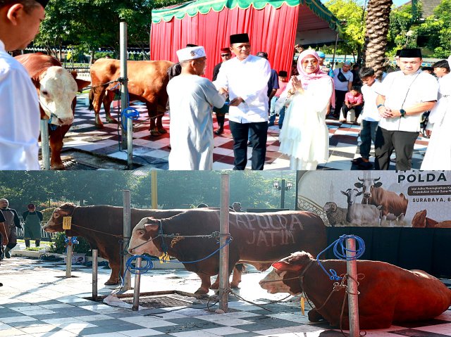 Polda Jatim Salurkan 400 Sapi dan 1.042 Kambing Kurban untuk Masyarakat di Hari Raya Idul Adha 1446 H